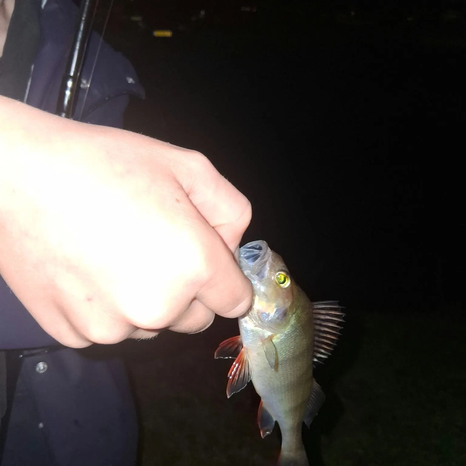 European perch caught on Fishbrain