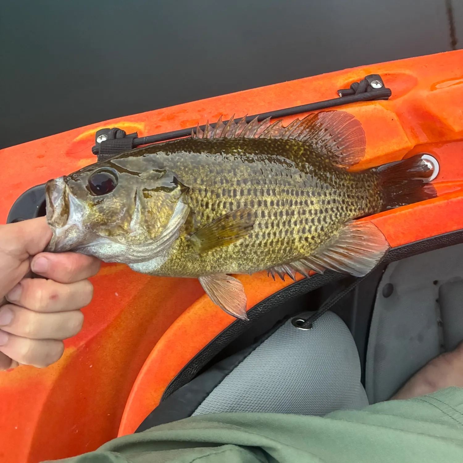 Rock bass caught on Fishbrain