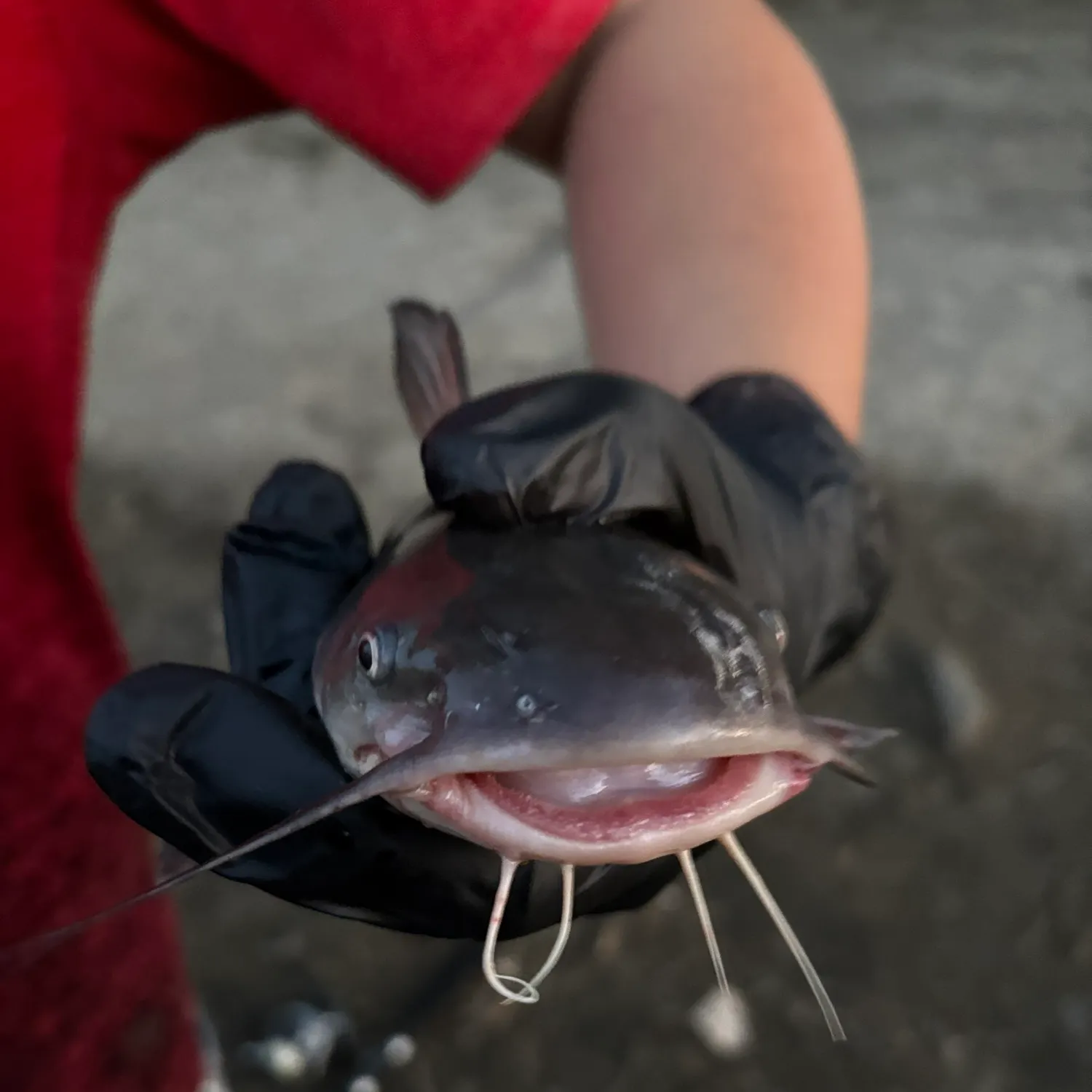 White bullhead caught on Fishbrain