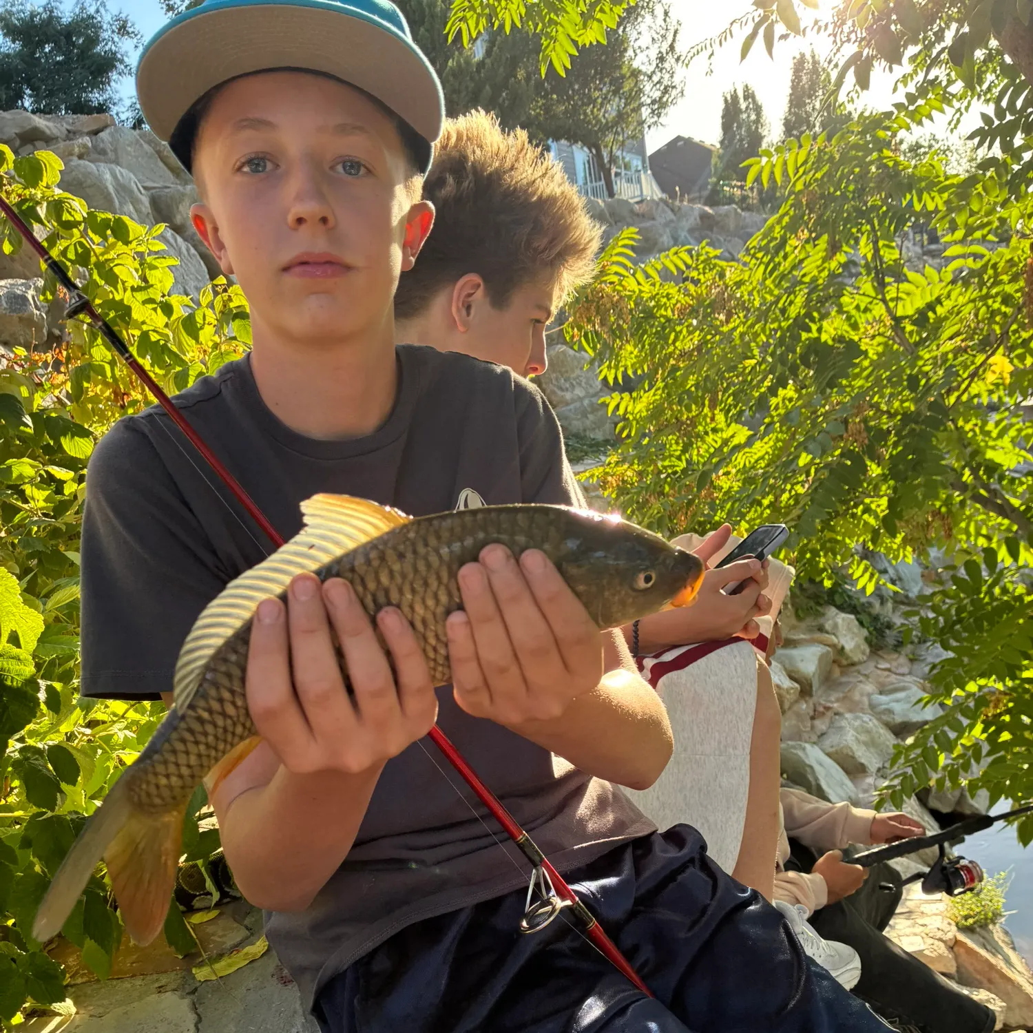 Common carp caught on Fishbrain