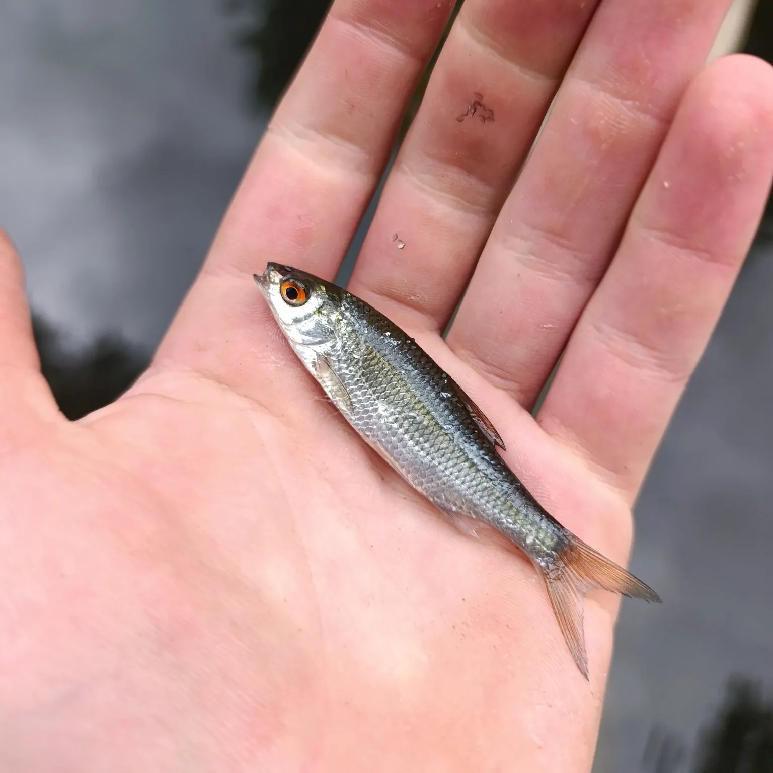 Common roach caught on Fishbrain