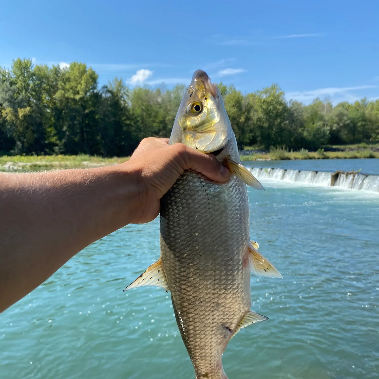 The most recent Vimba bream catches on Fishbrain
