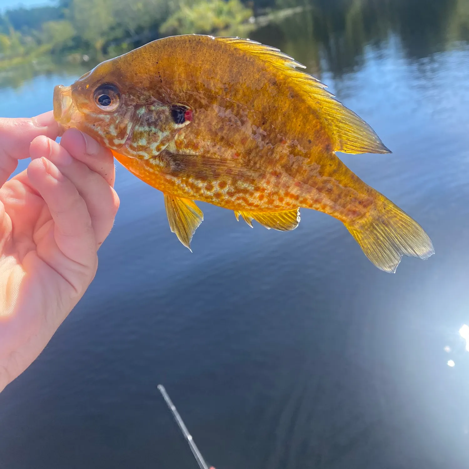 Pumpkinseed caught on Fishbrain