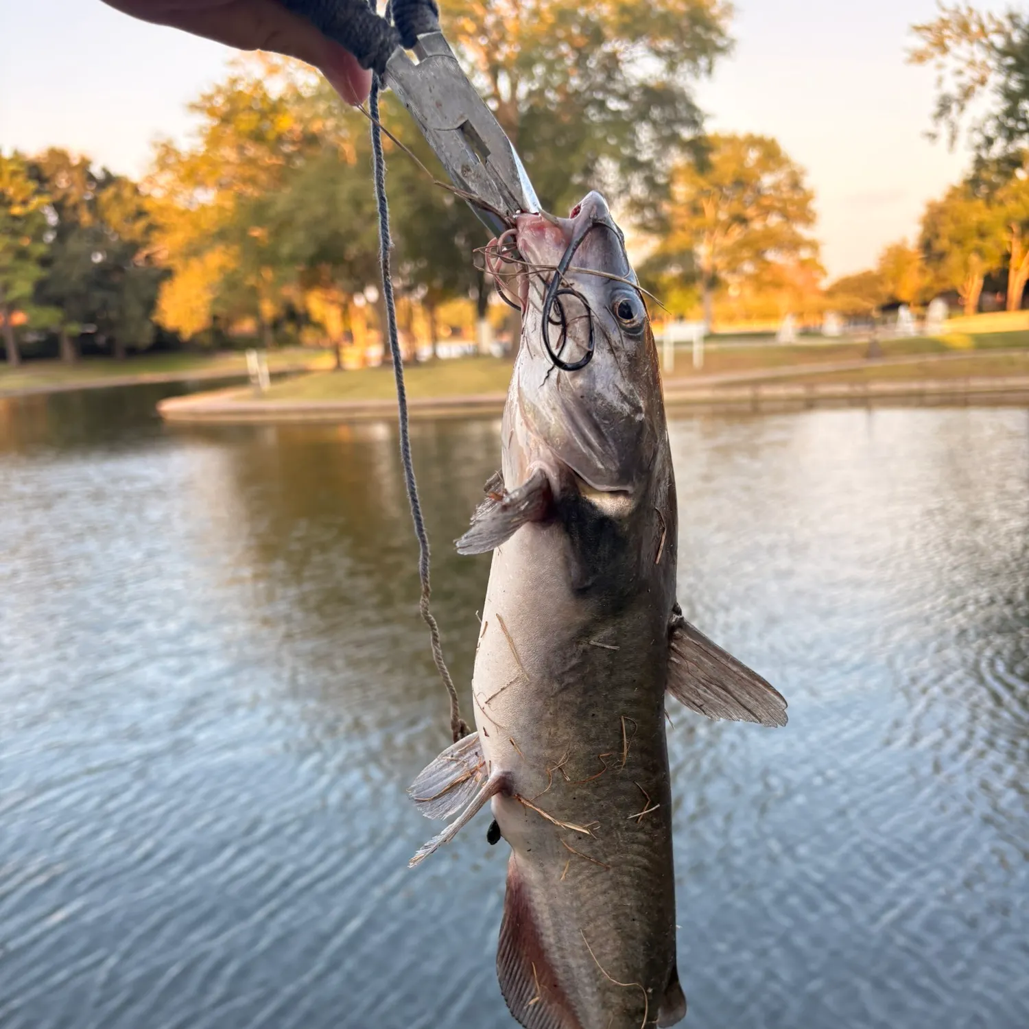 catch