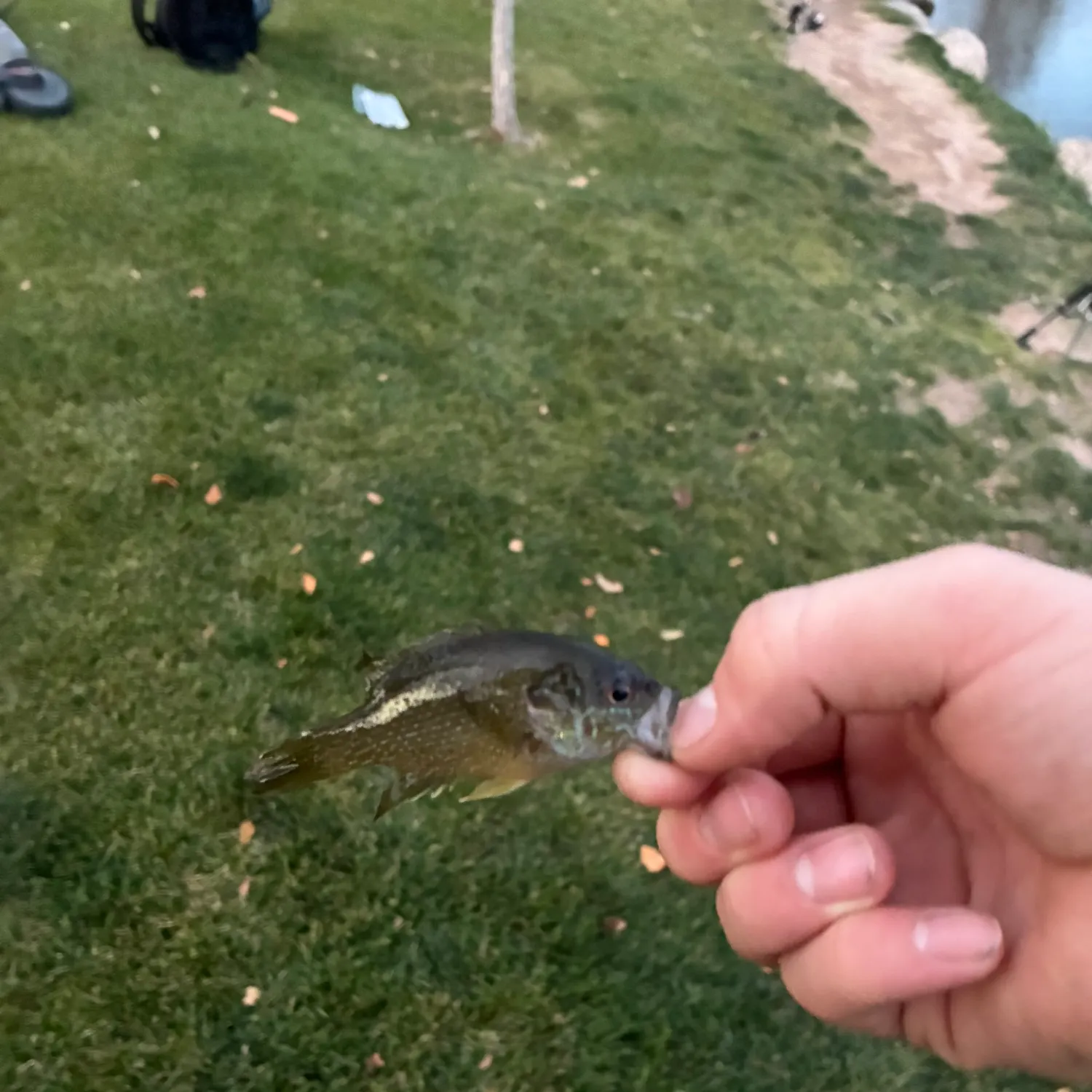 Bluegill caught on Fishbrain