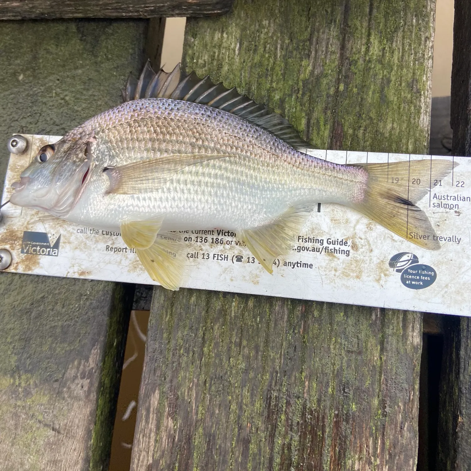 recently logged catches