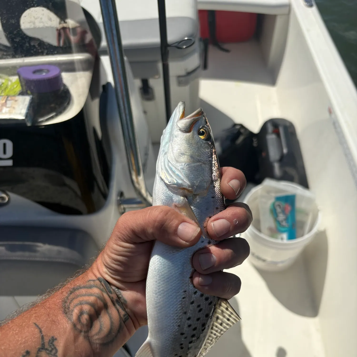 Spotted seatrout caught on Fishbrain