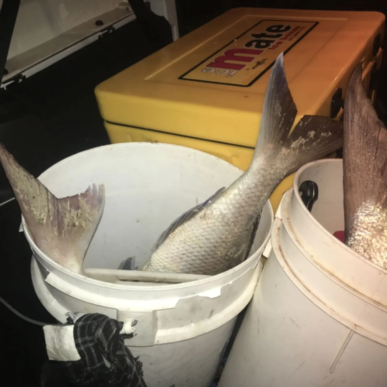 Australasian snapper caught on Fishbrain