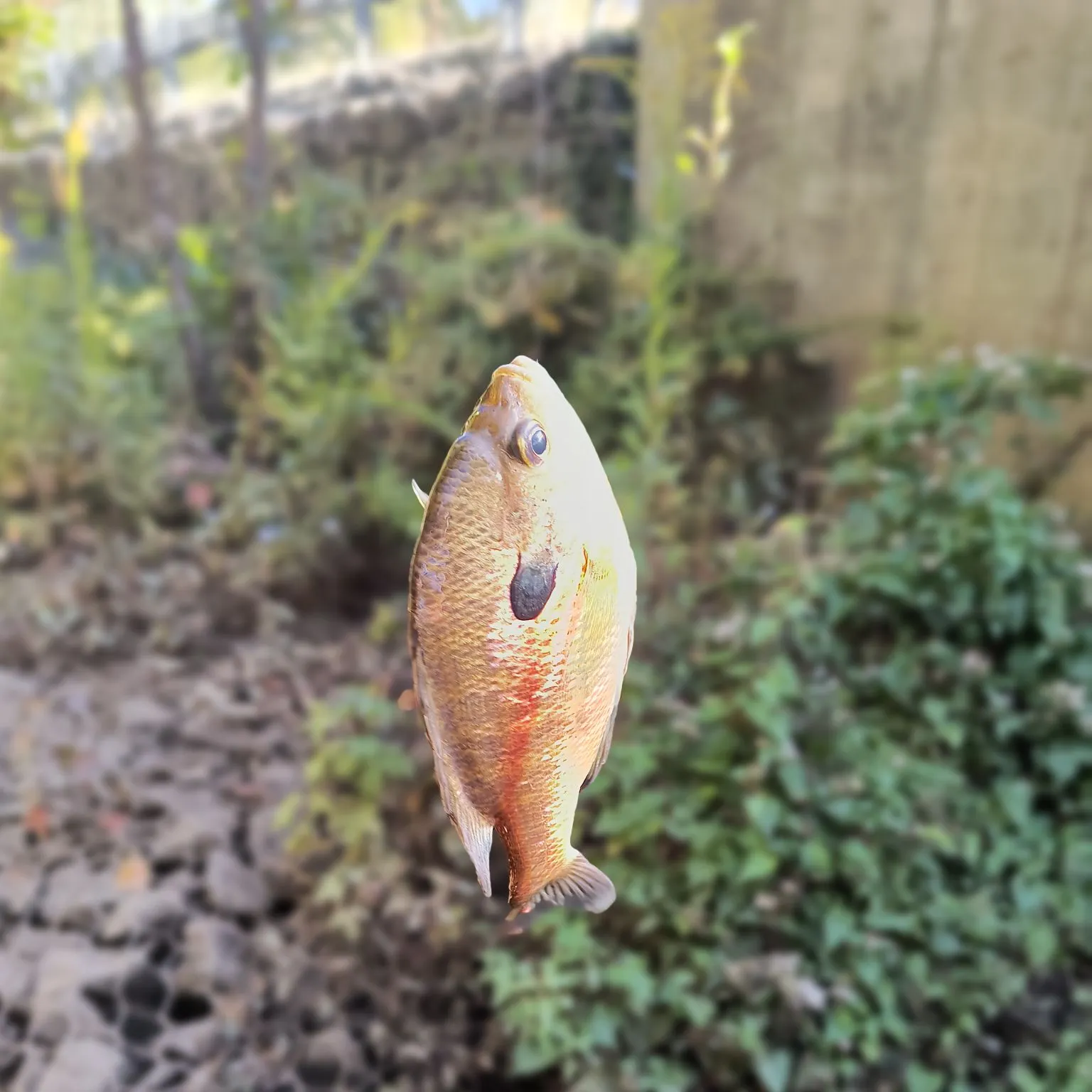 Bluegill caught on Fishbrain