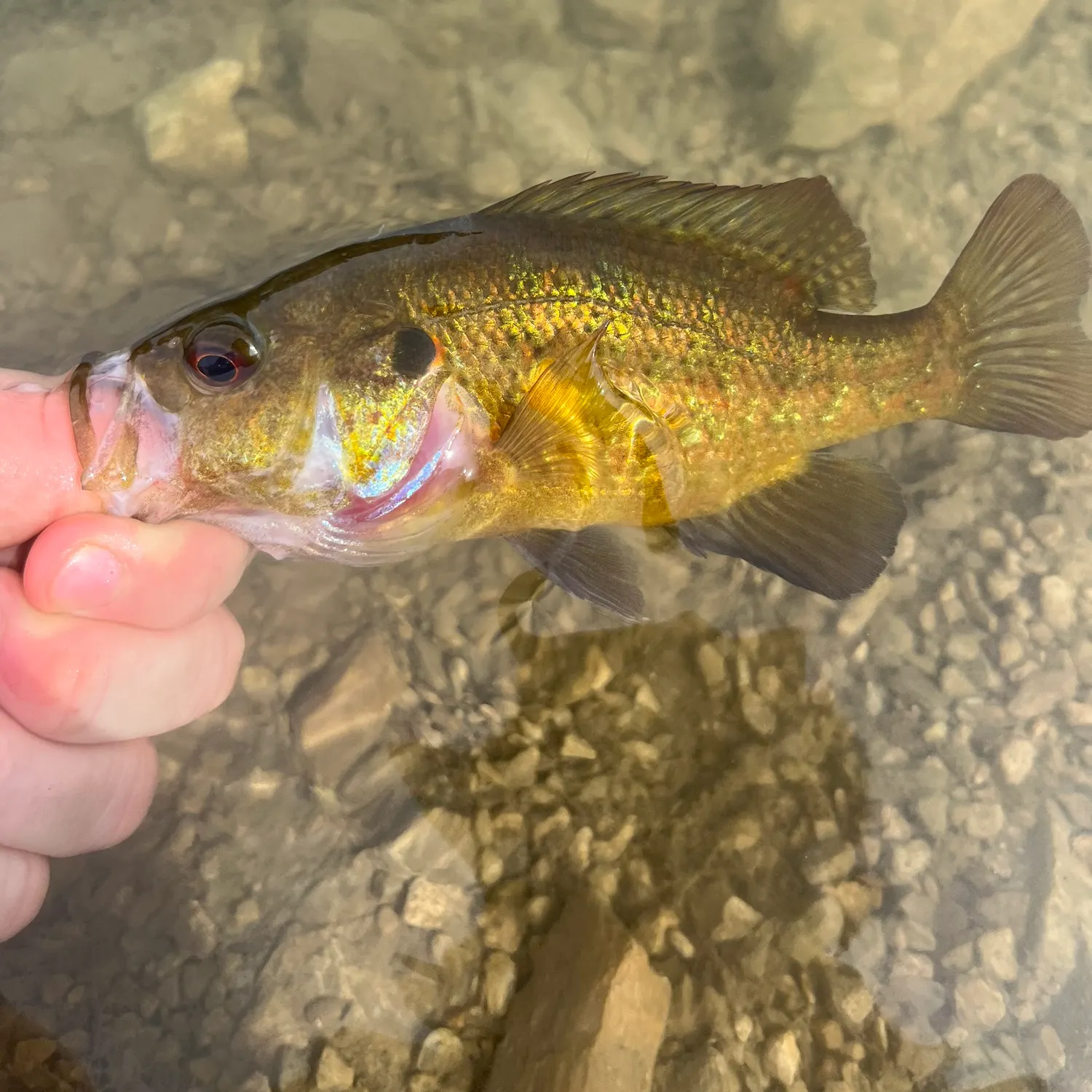 Warmouth caught on Fishbrain