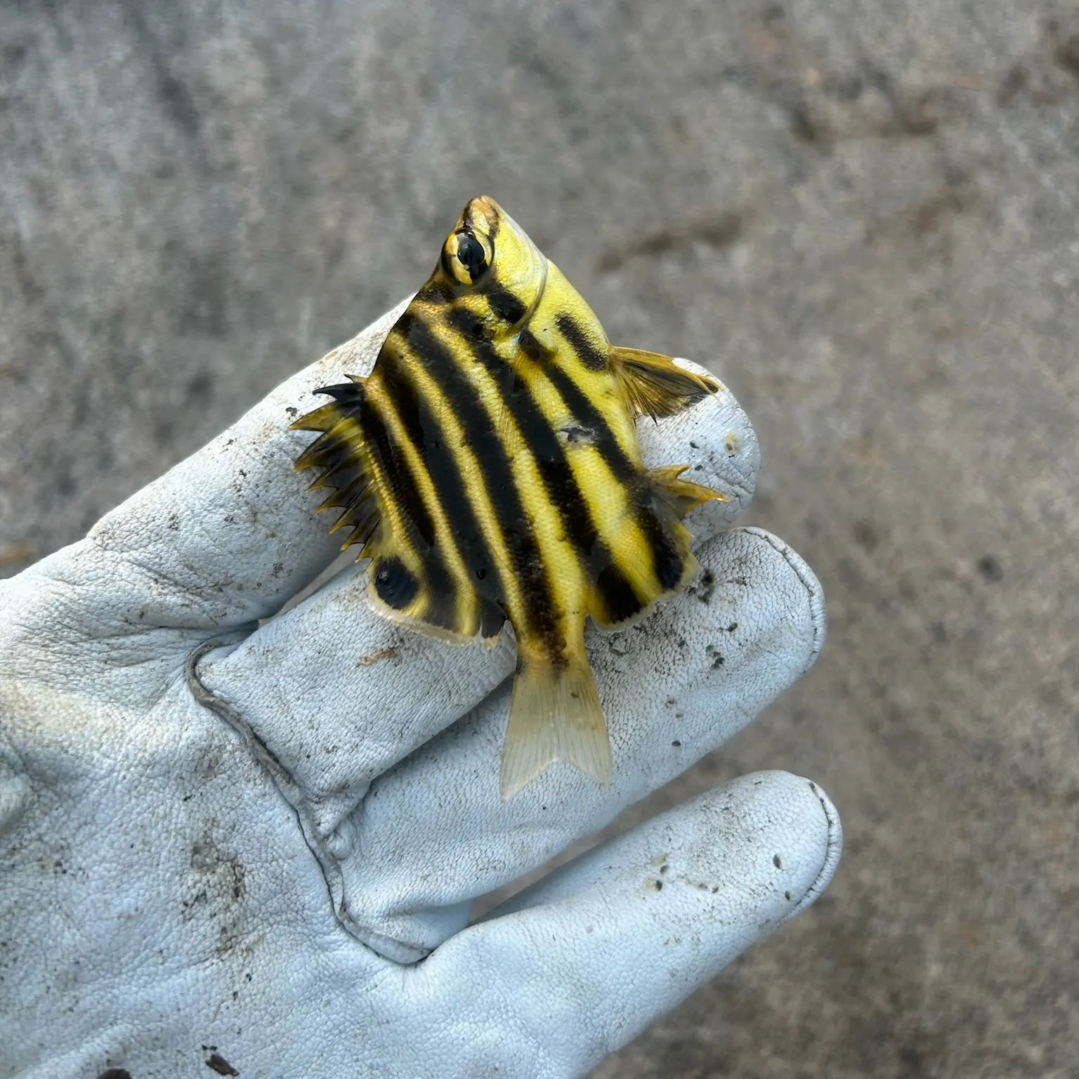 The most recent Stripey catches on Fishbrain