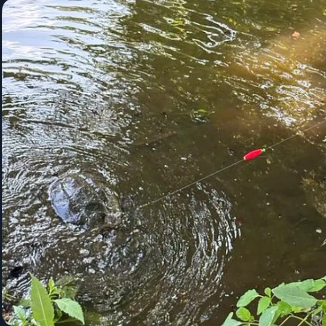 Common snapping turtle caught on Fishbrain