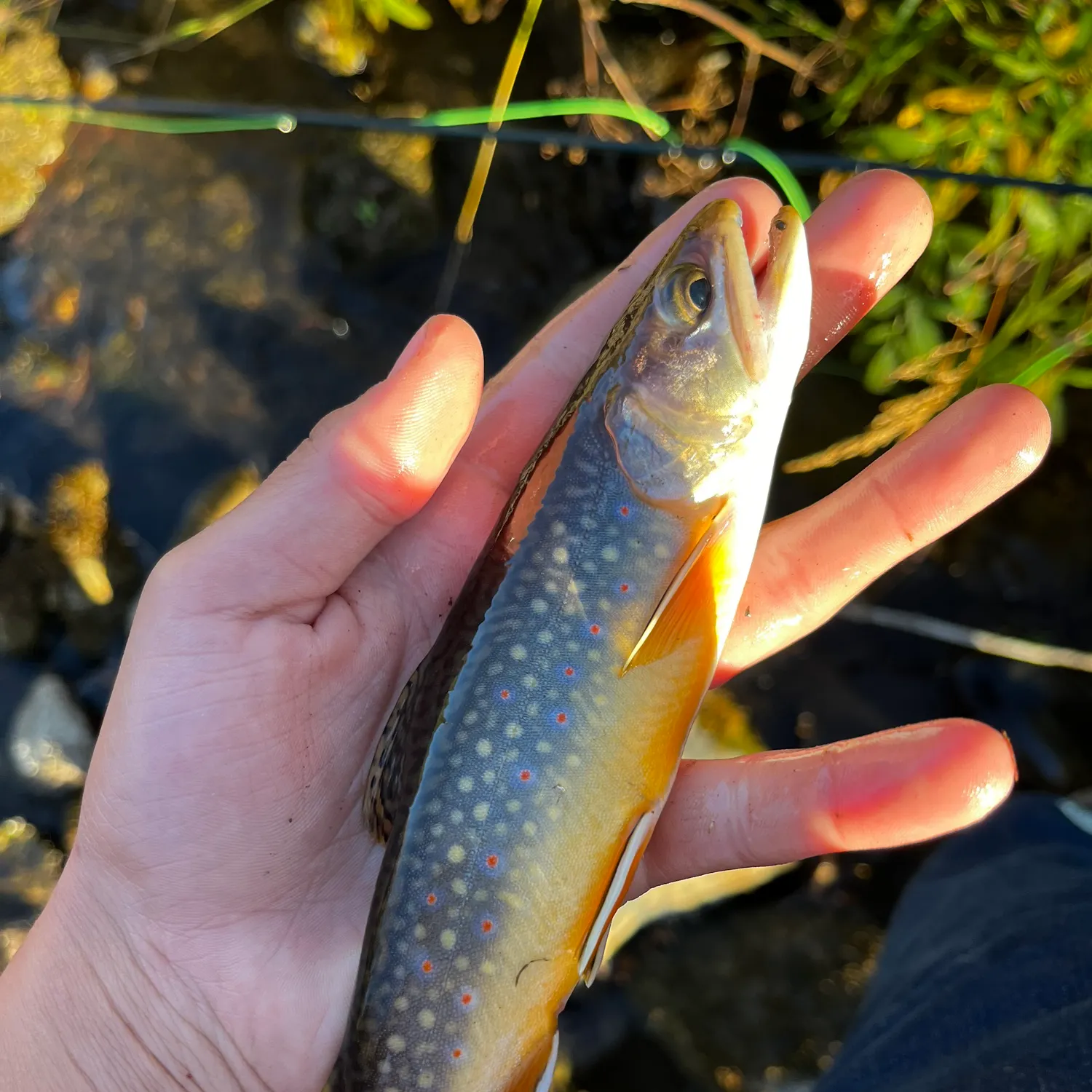 Brook trout caught on Fishbrain