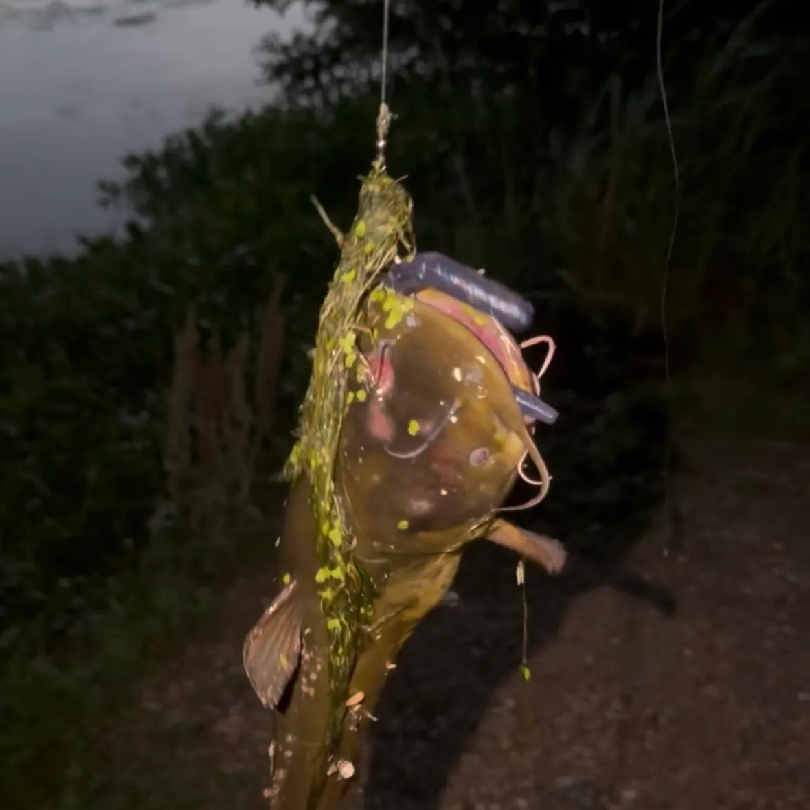 The most recent Black bullhead catches on Fishbrain