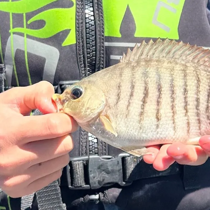 The most recent Luderick catches on Fishbrain