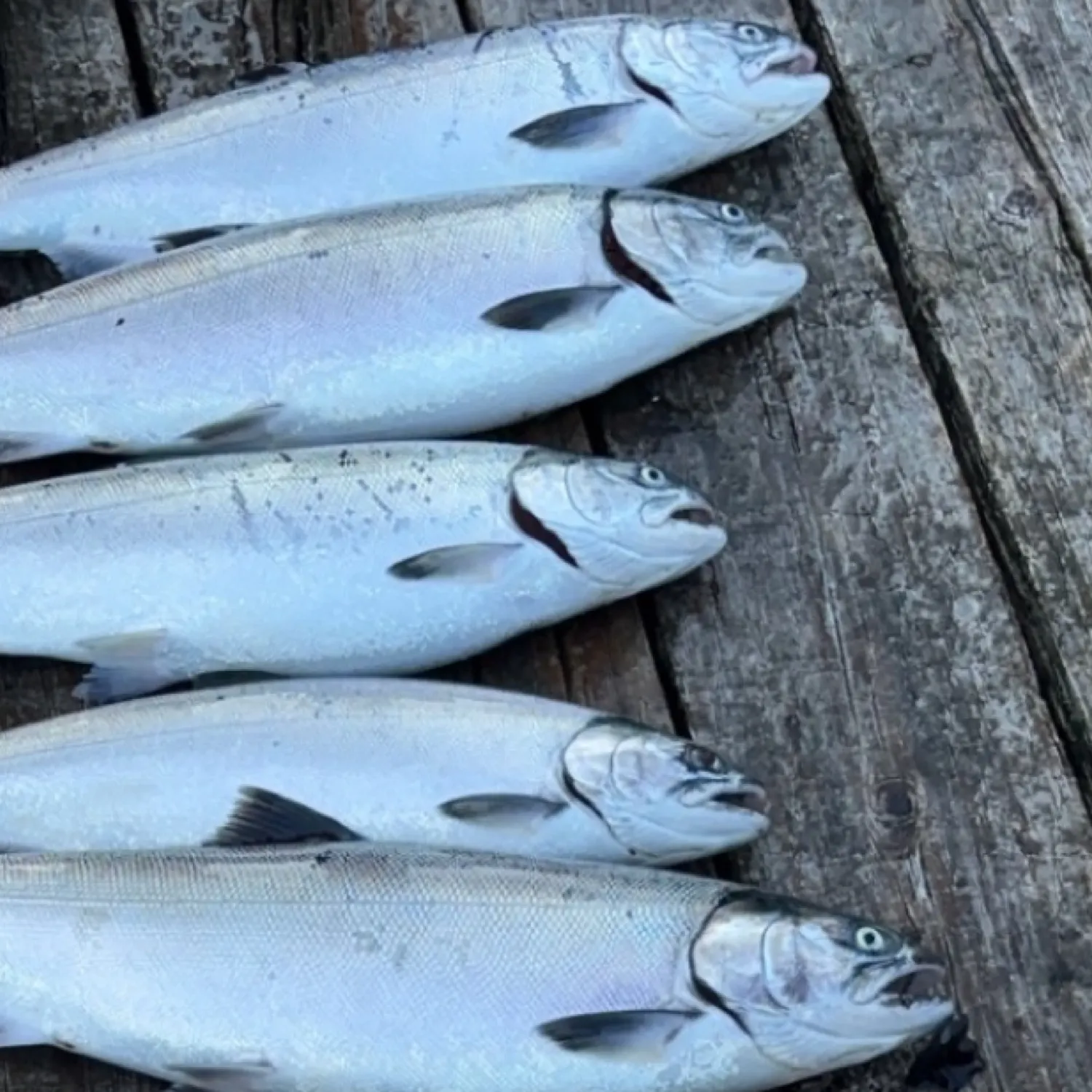 recently logged catches