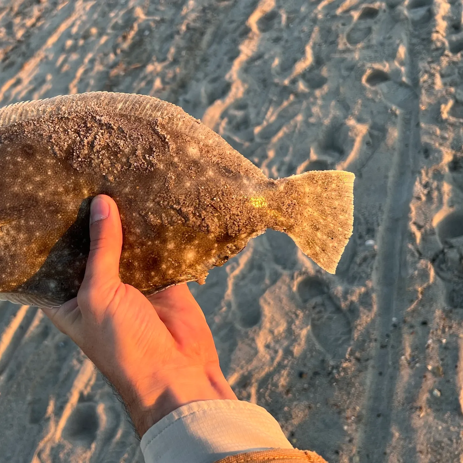 Summer flounder caught on Fishbrain