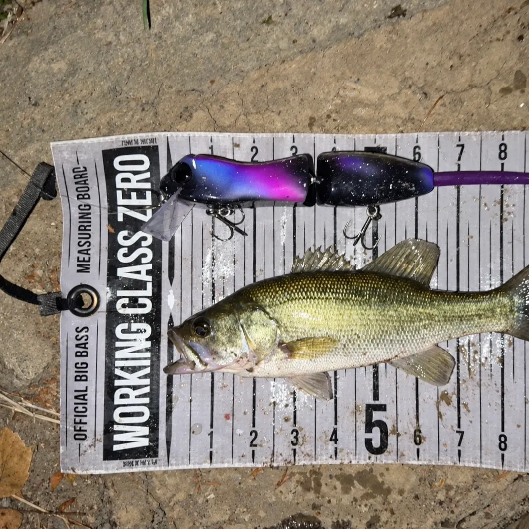 Largemouth bass caught on Fishbrain