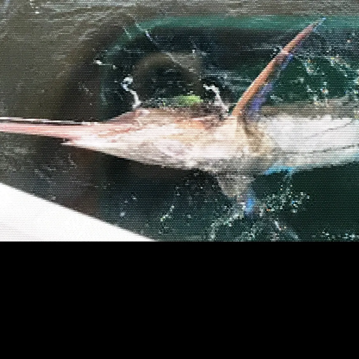 The most recent Atlantic blue marlin catches on Fishbrain