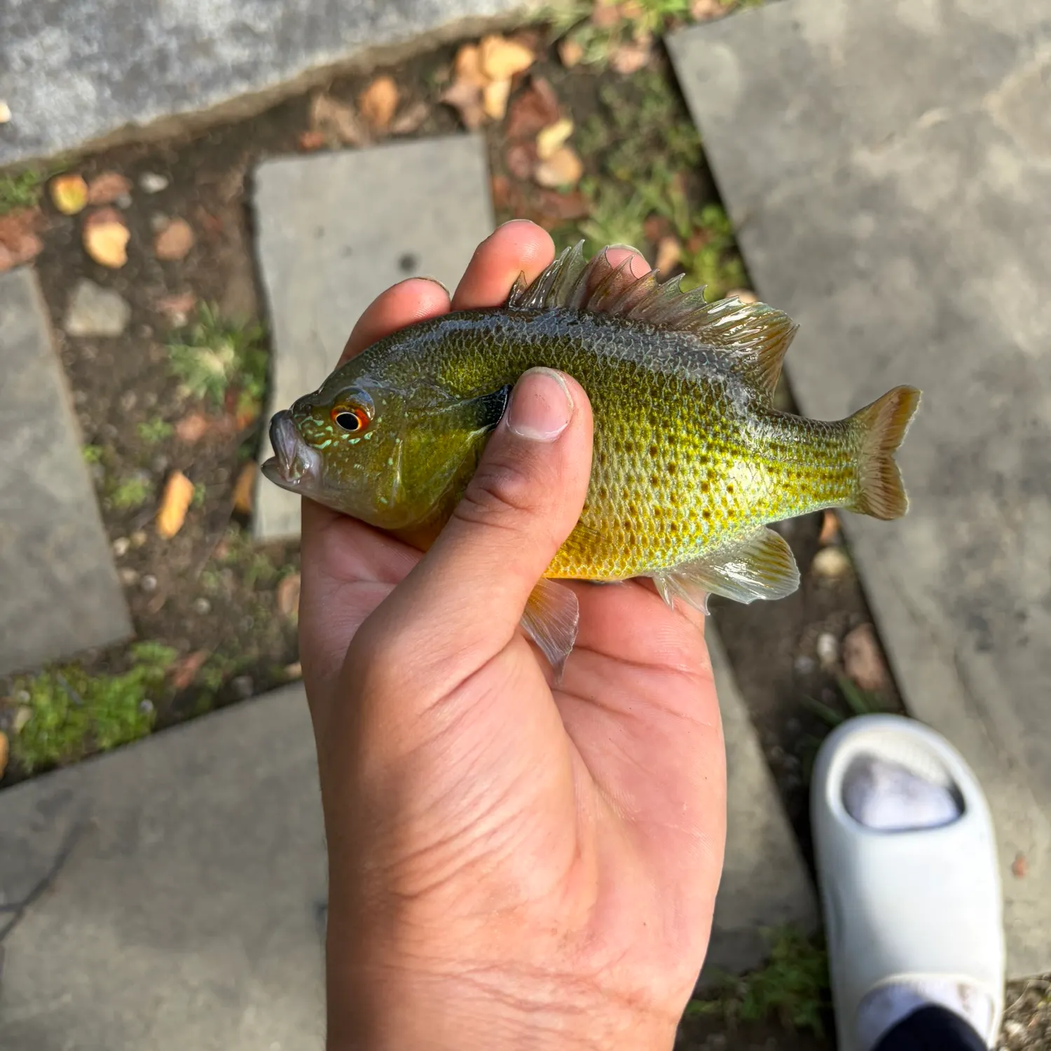Green sunfish caught on Fishbrain