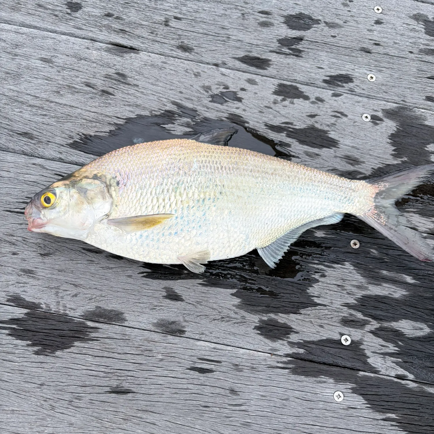 American gizzard shad caught on Fishbrain
