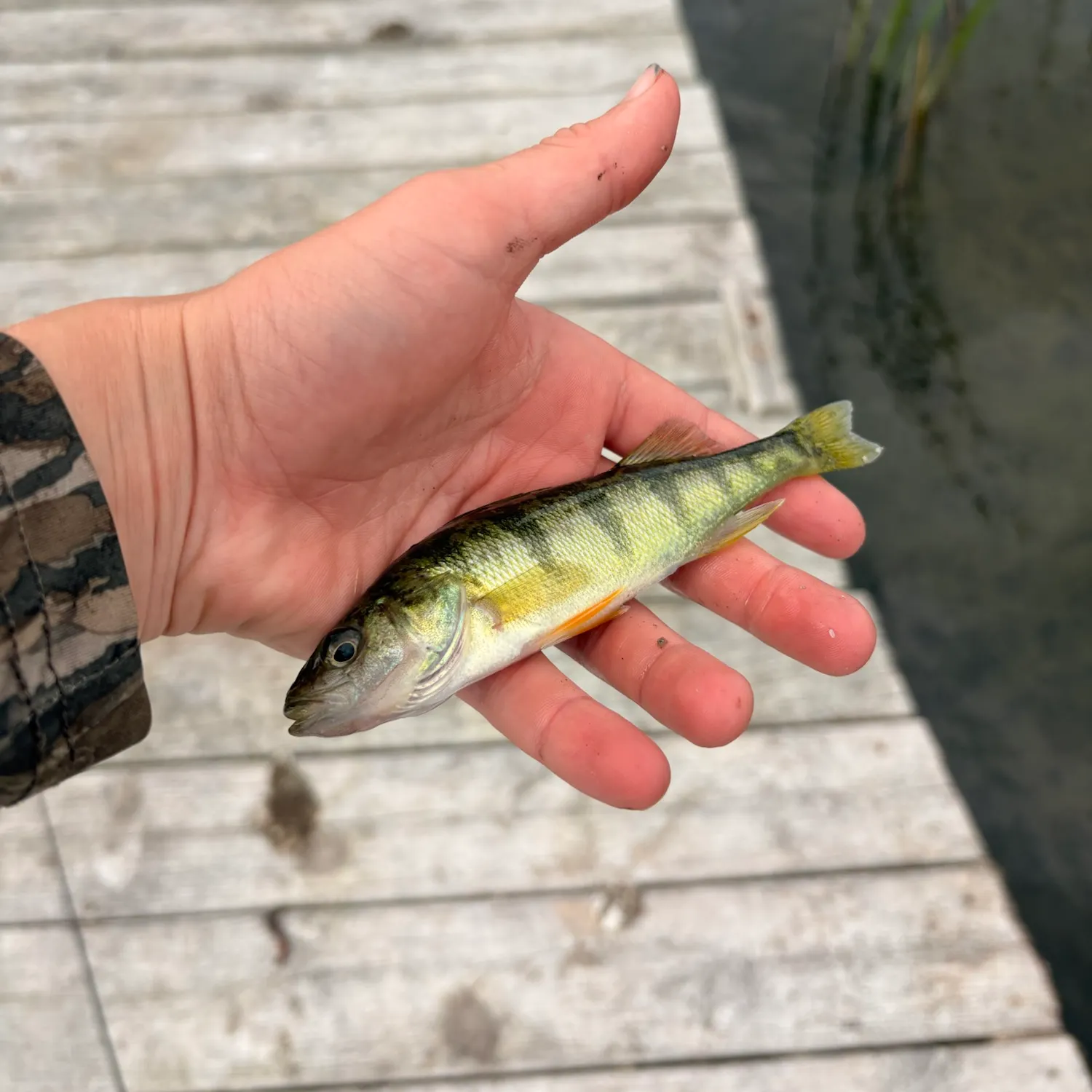 Yellow perch caught on Fishbrain