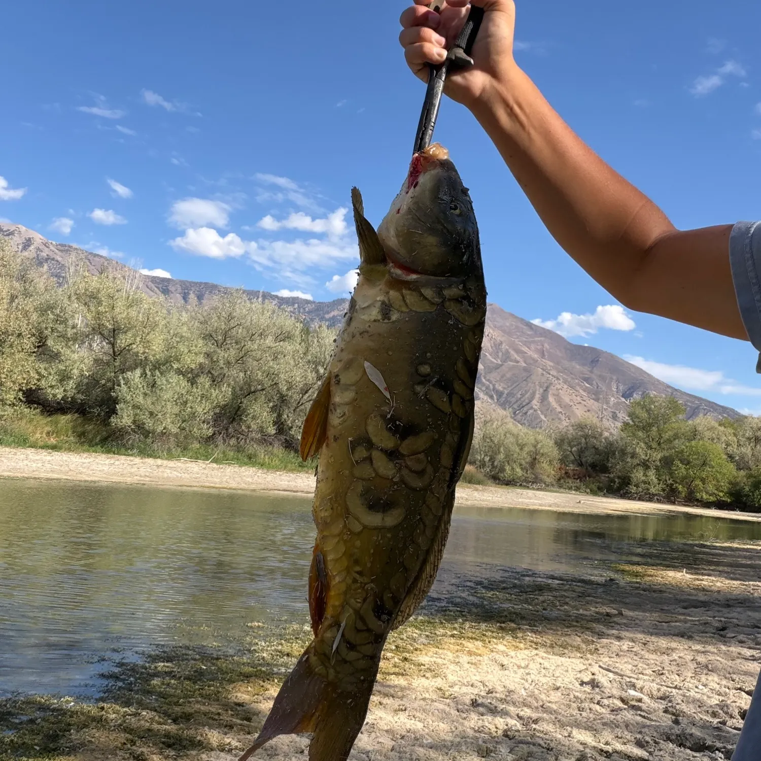 Mirror carp caught on Fishbrain