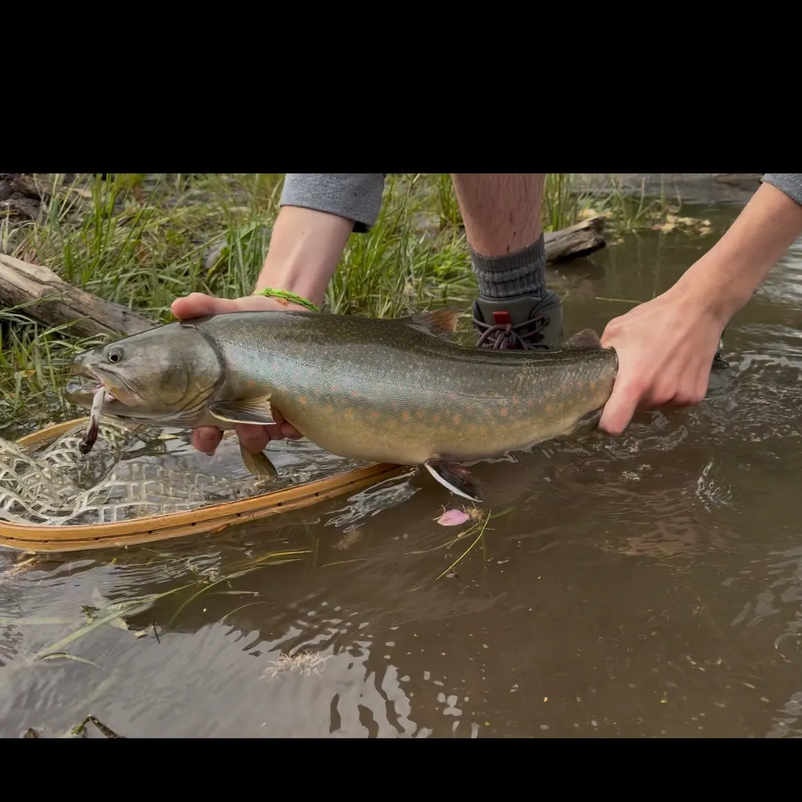 The most recent Bull trout catches on Fishbrain