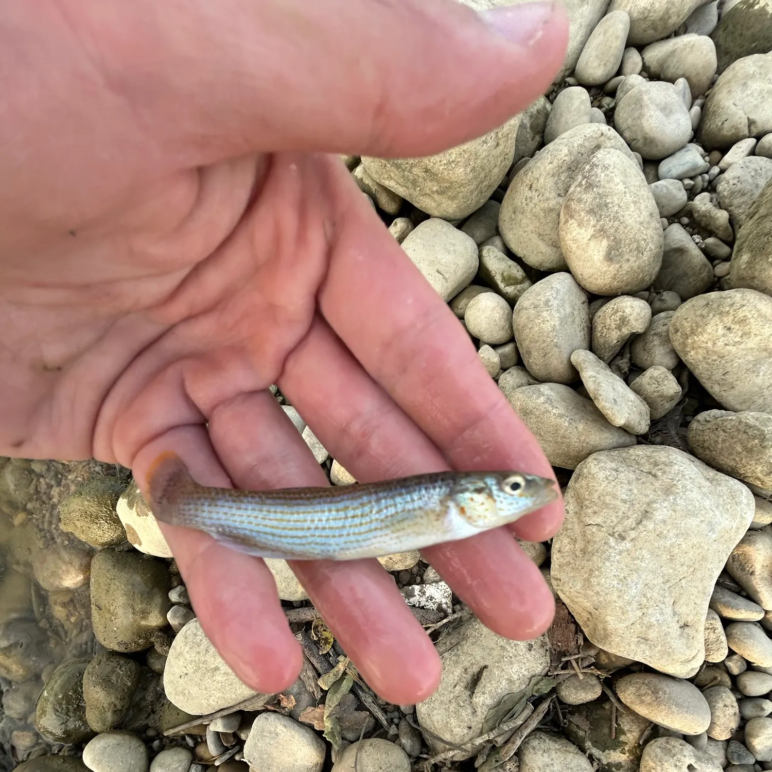 The most recent Disjunct studfish catches on Fishbrain