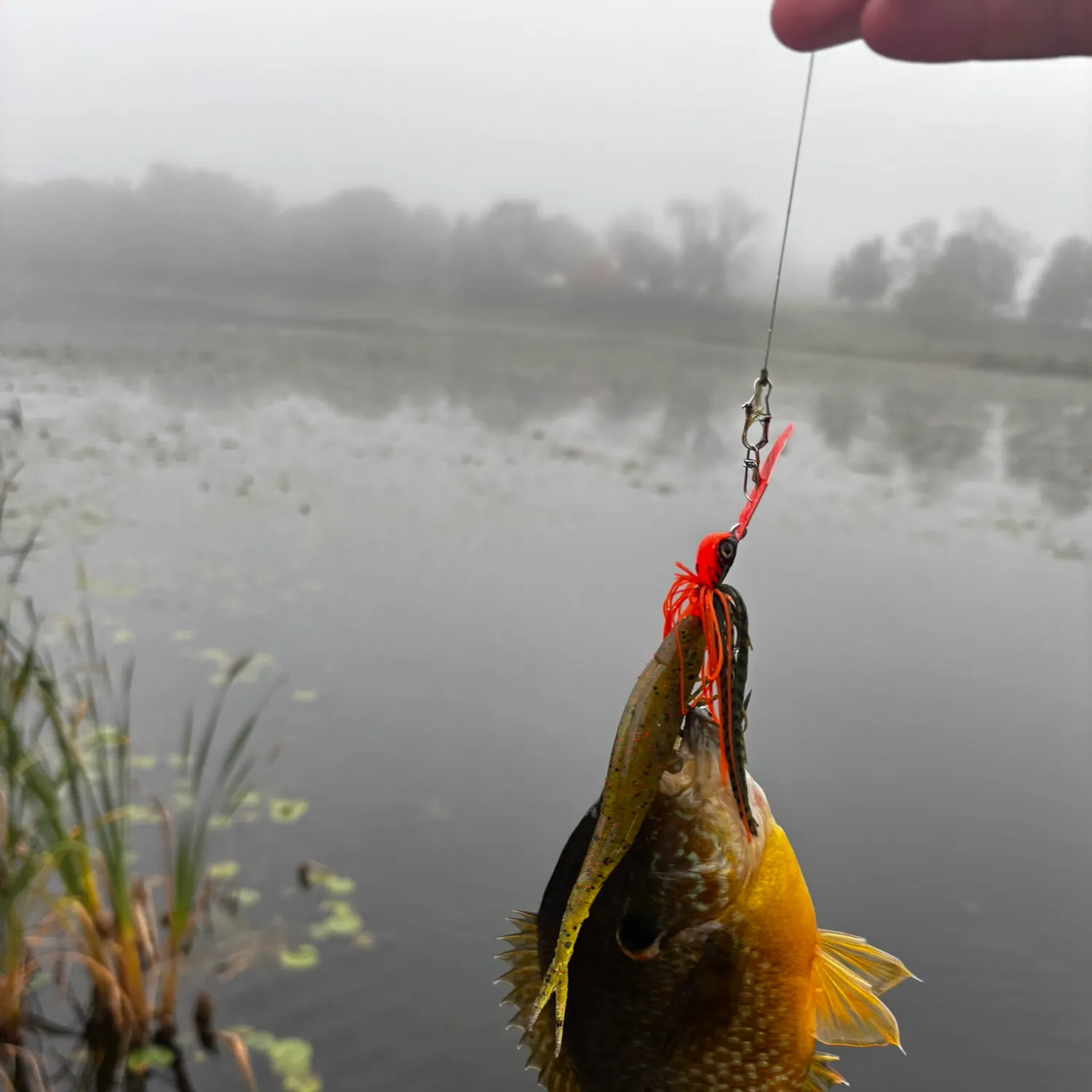 Fish caught on Fishbrain