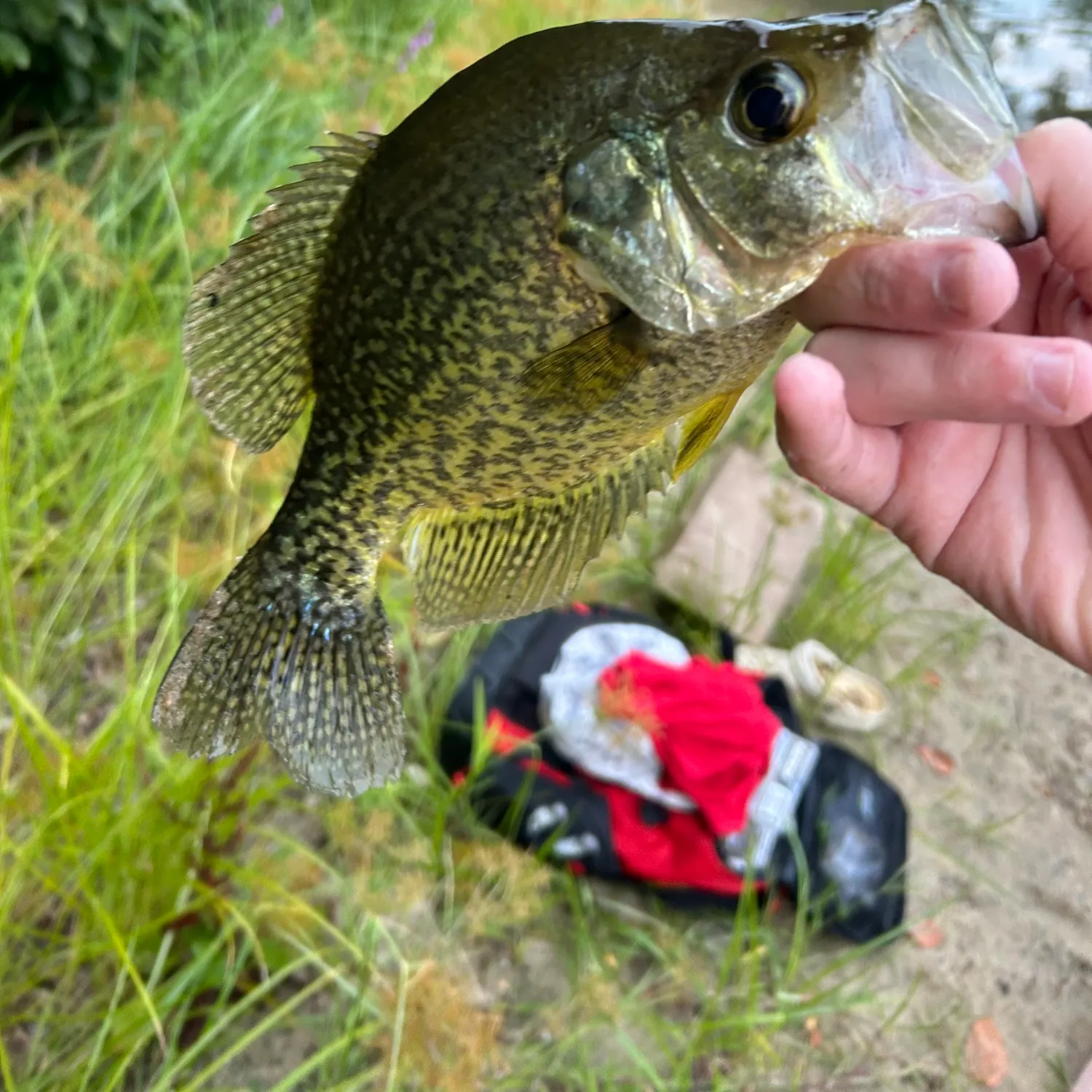 Black crappie caught on Fishbrain