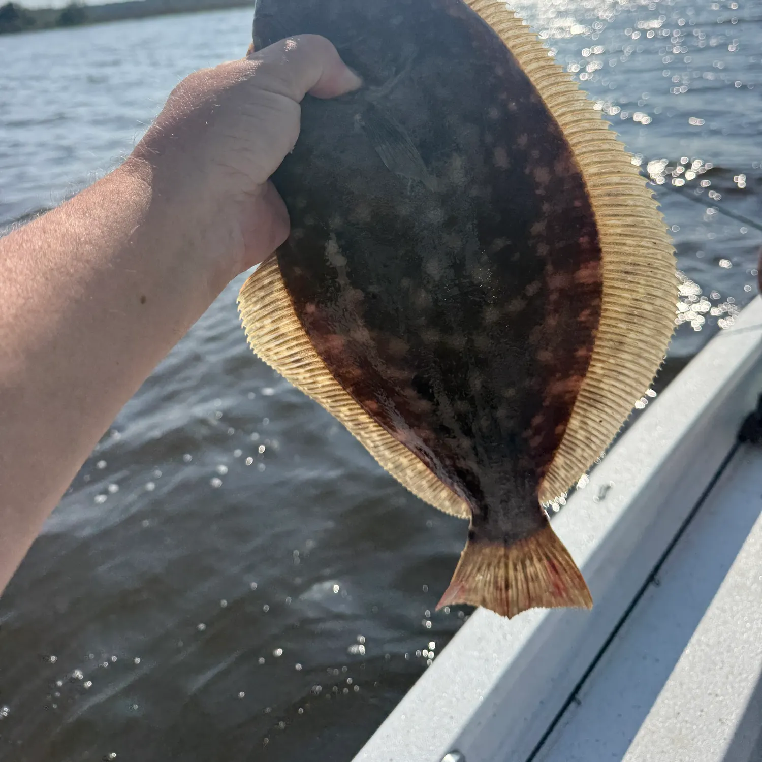 The most recent Southern flounder catches on Fishbrain
