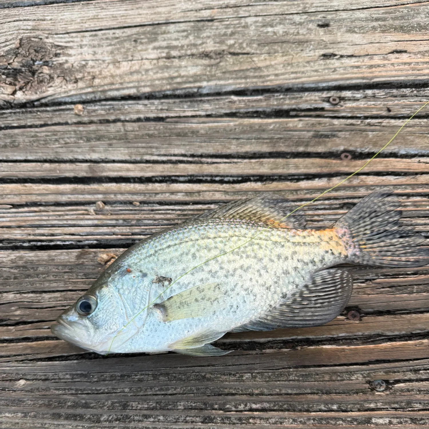 Black crappie caught on Fishbrain