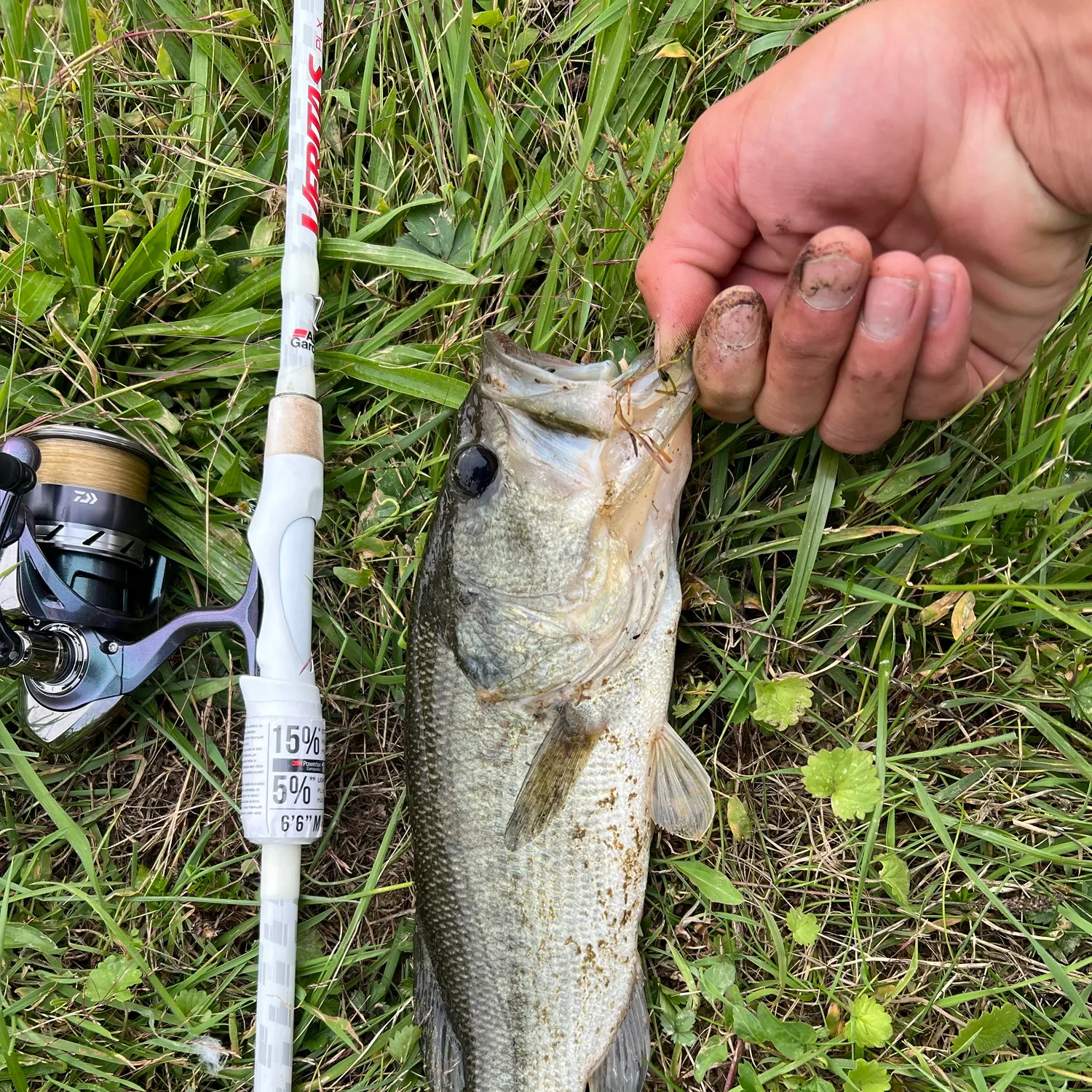 Largemouth bass caught on Fishbrain