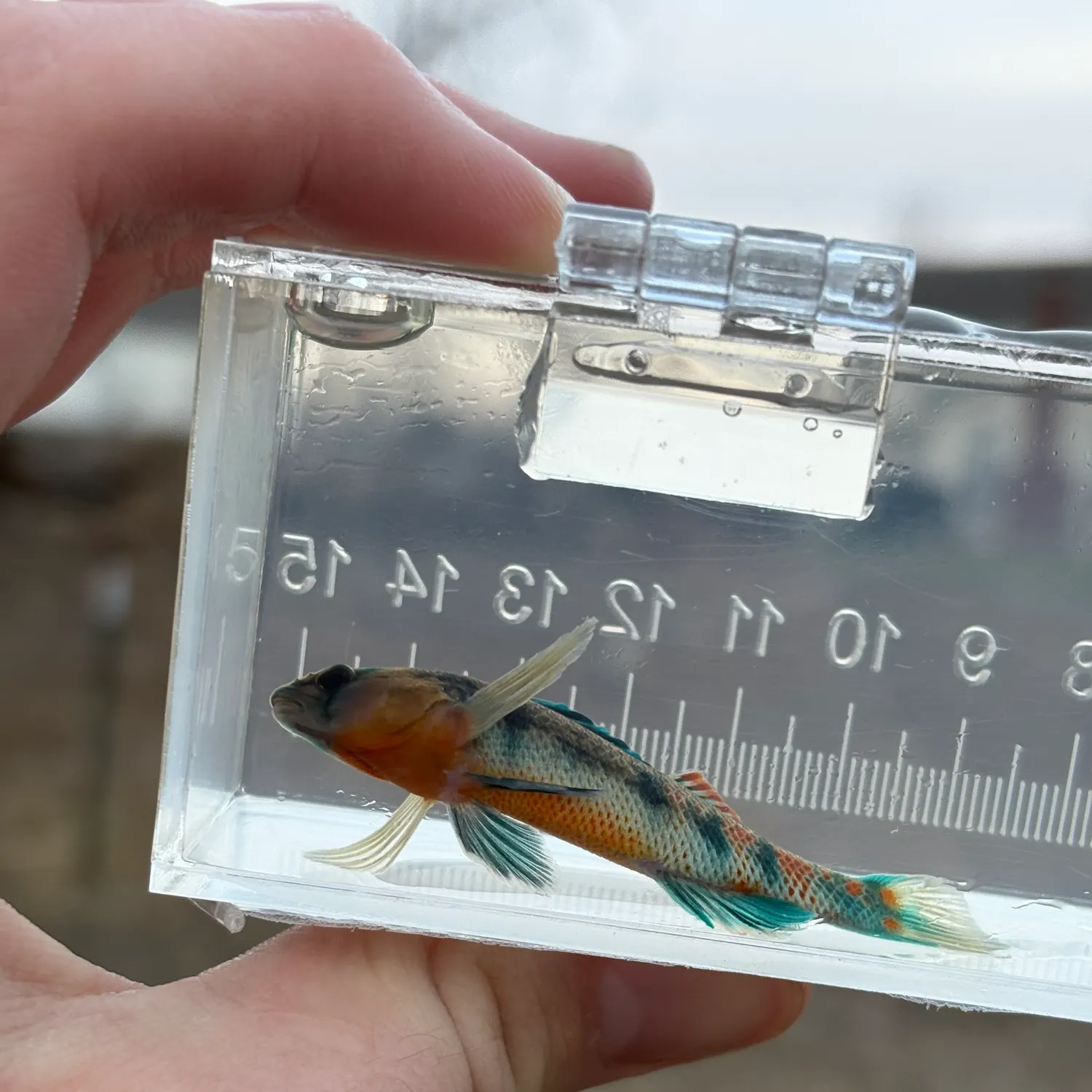 The most recent Orangethroat darter catches on Fishbrain