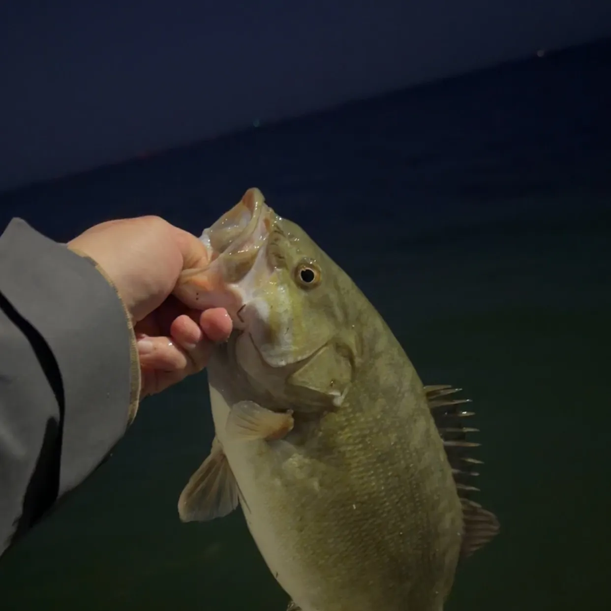 Smallmouth bass caught on Fishbrain