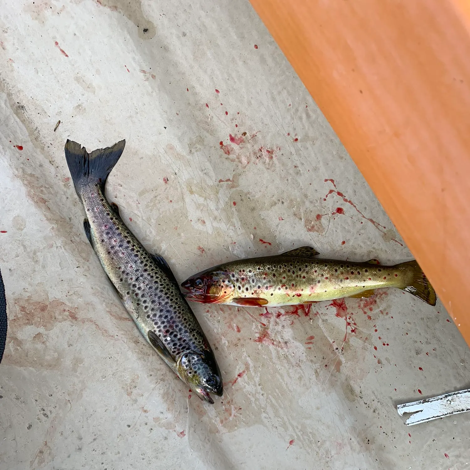 recently logged catches