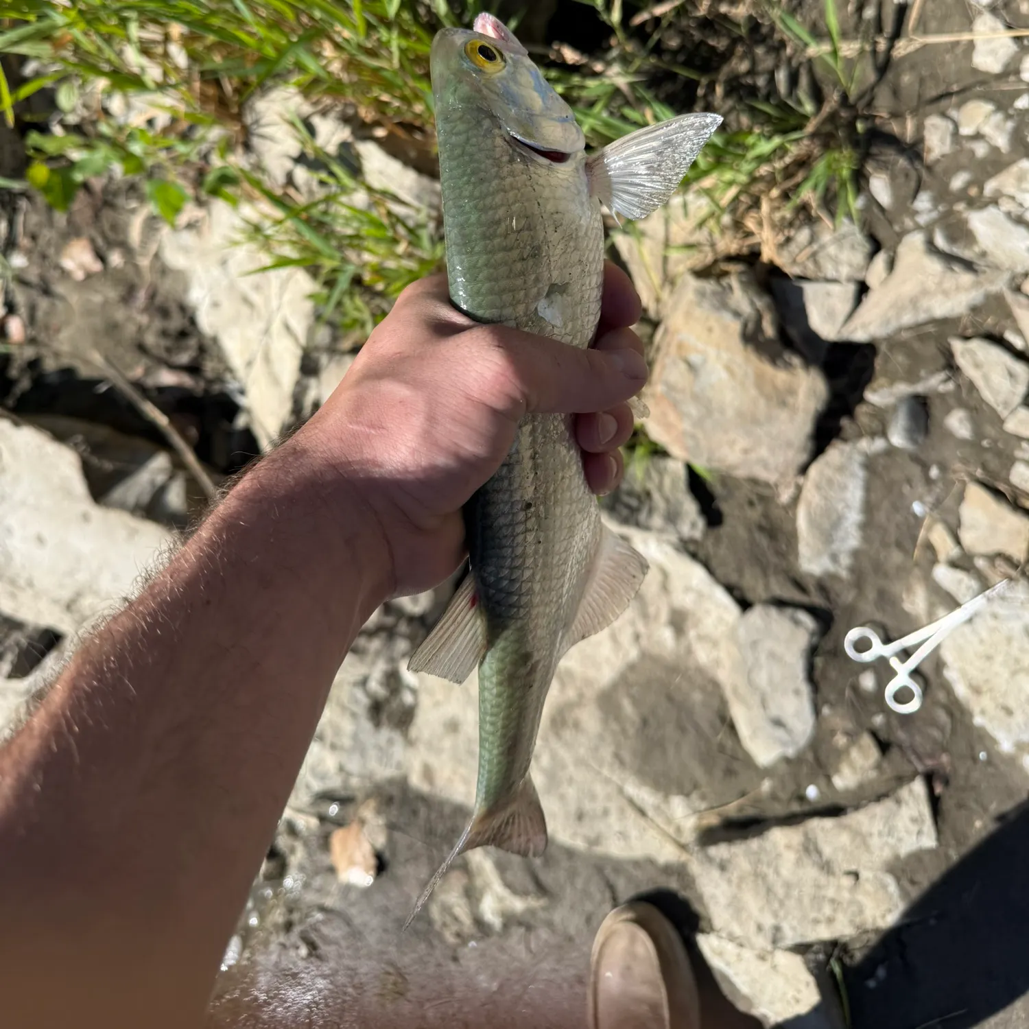 Goldeye caught on Fishbrain