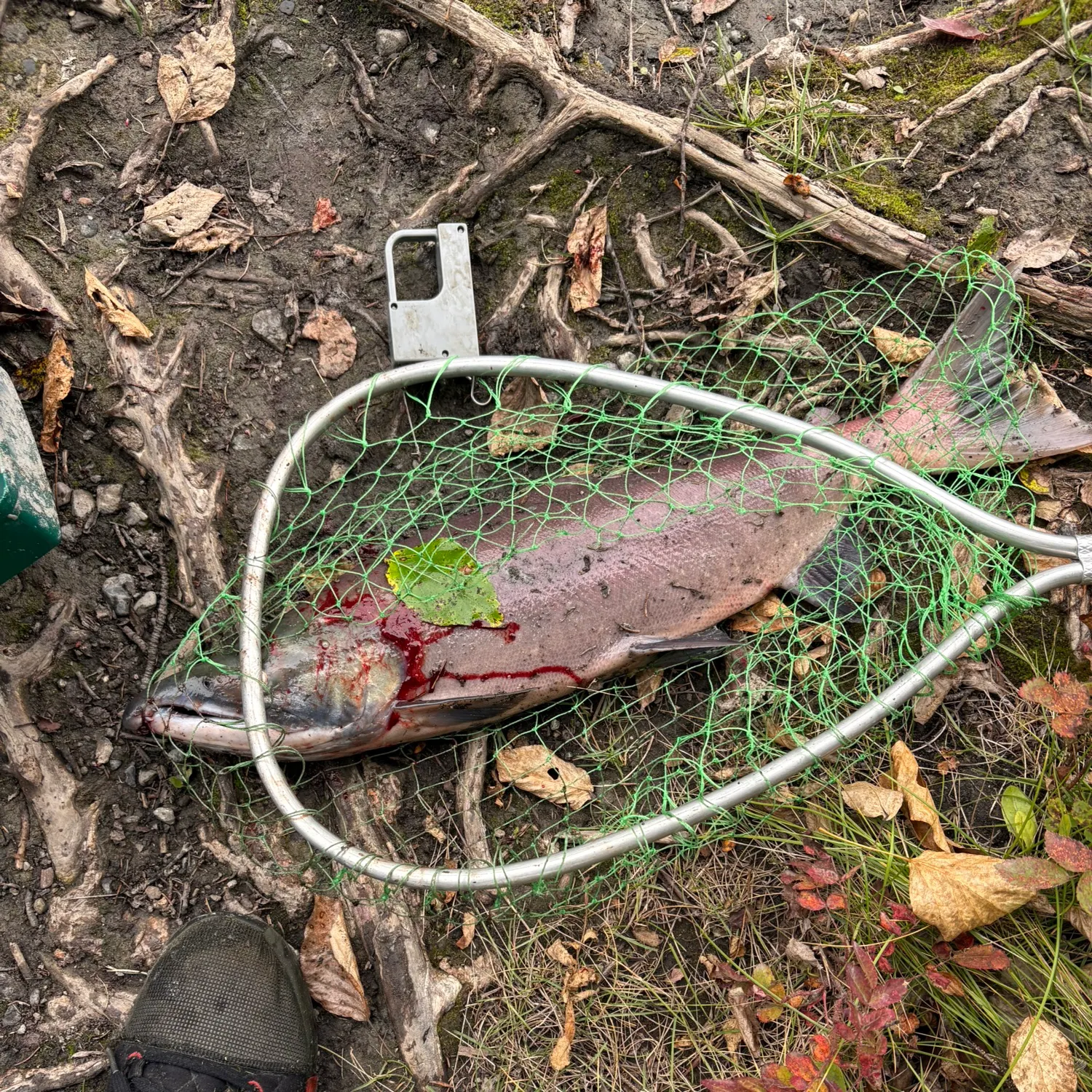 The most recent Sockeye salmon catches on Fishbrain