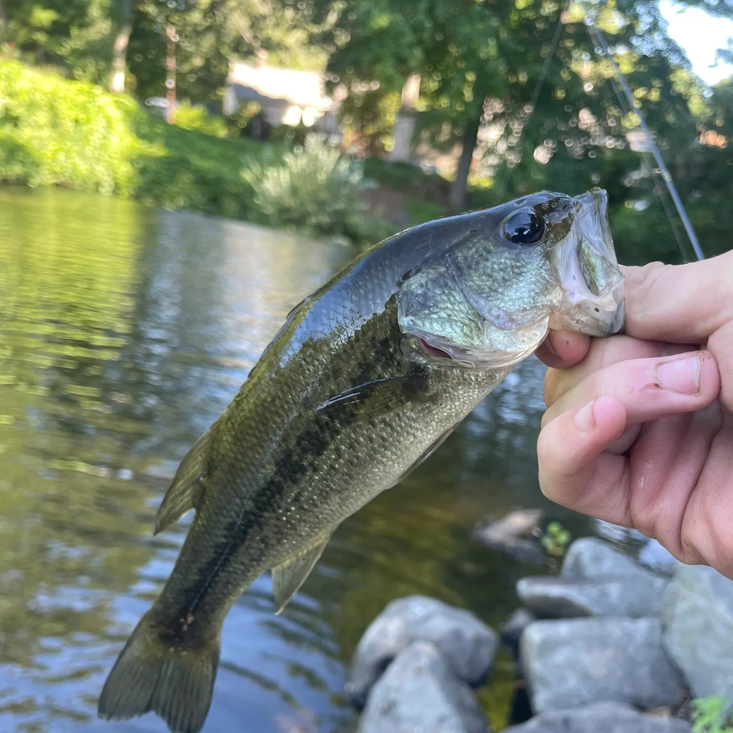 Largemouth bass caught on Fishbrain