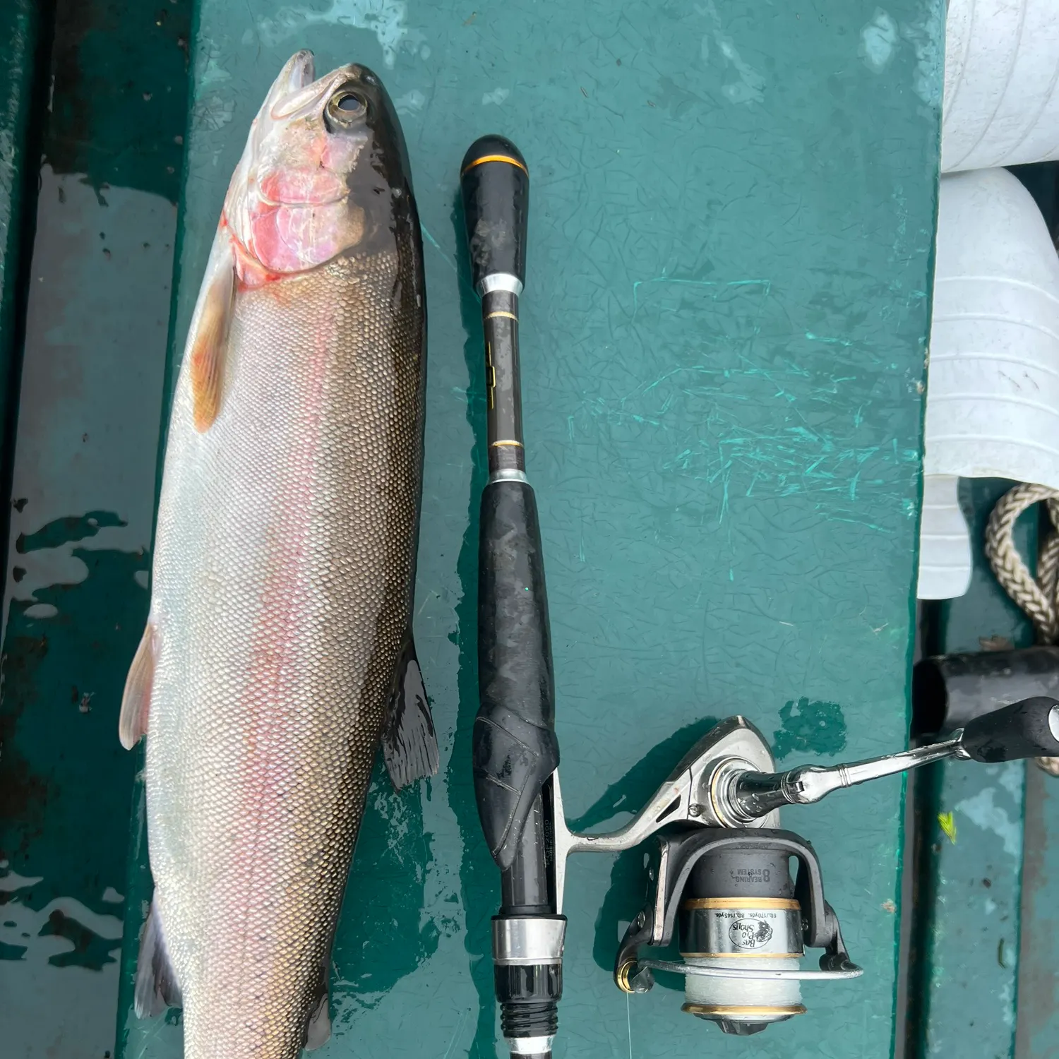 The most recent Rainbow trout catches on Fishbrain