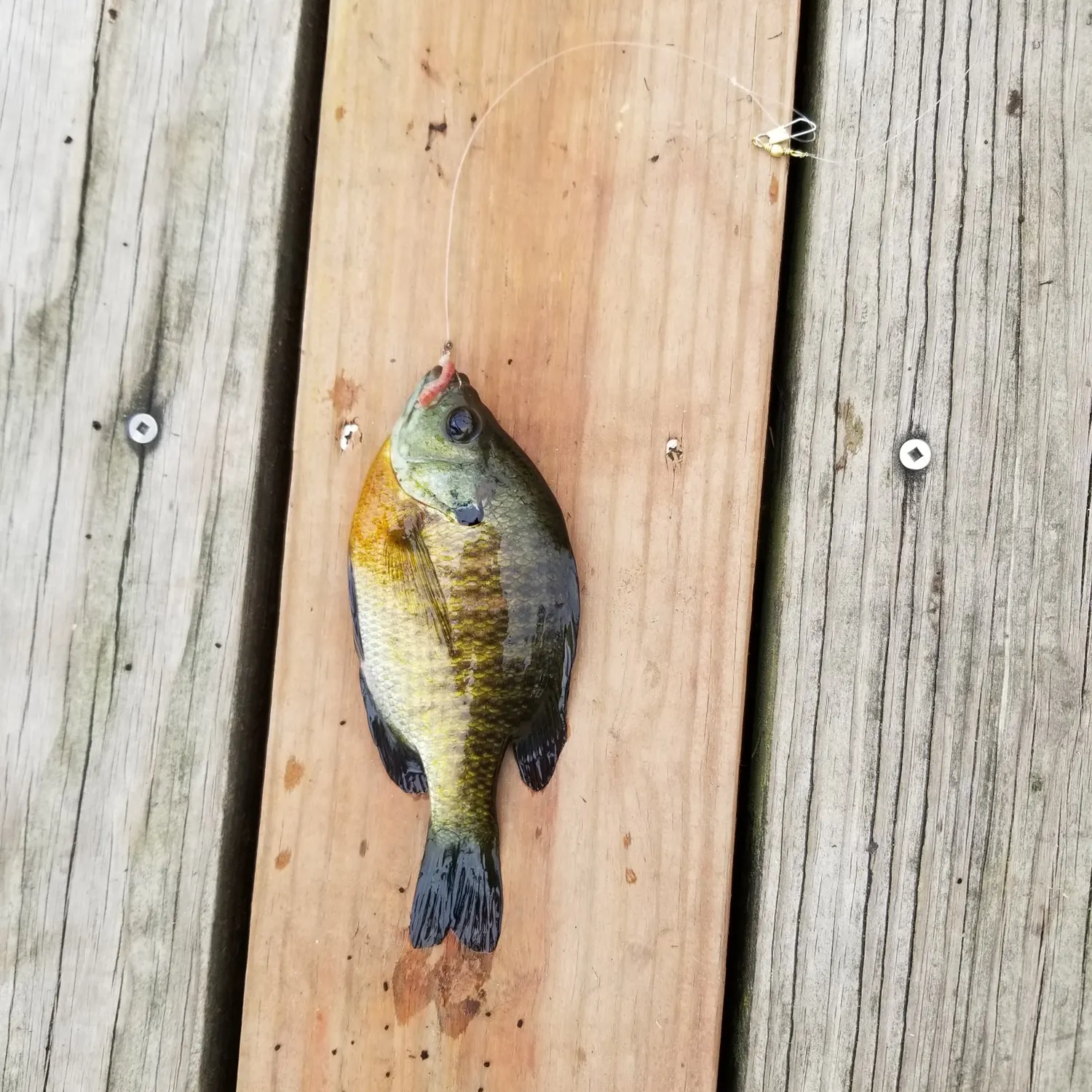 recently logged catches