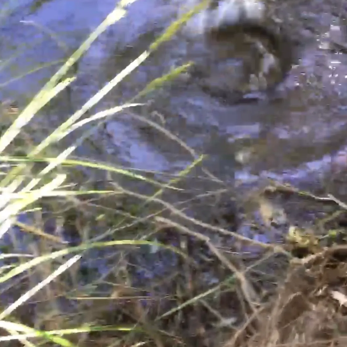 The most recent Shortfin eel catches on Fishbrain