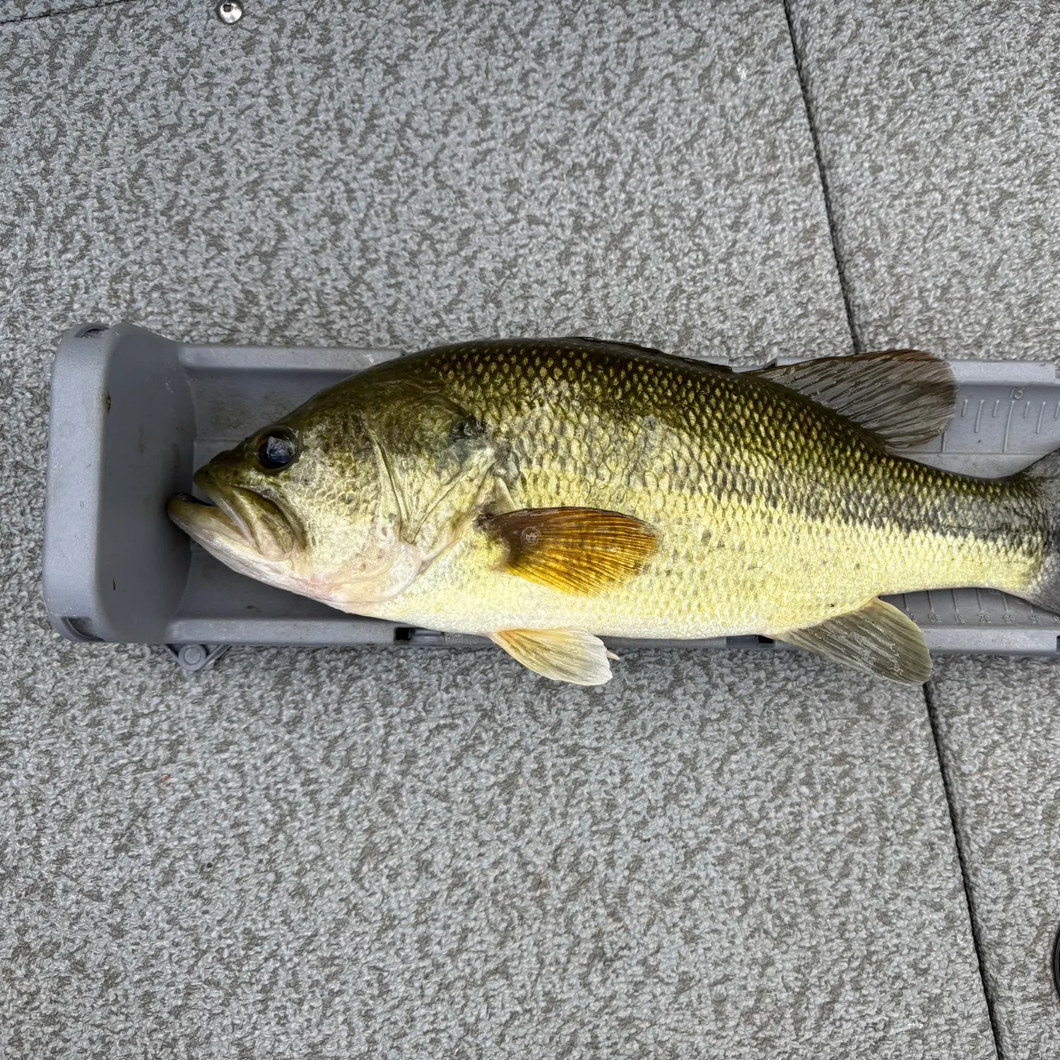 Largemouth bass caught on Fishbrain