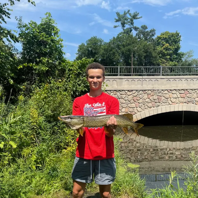 Northern pike caught on Fishbrain
