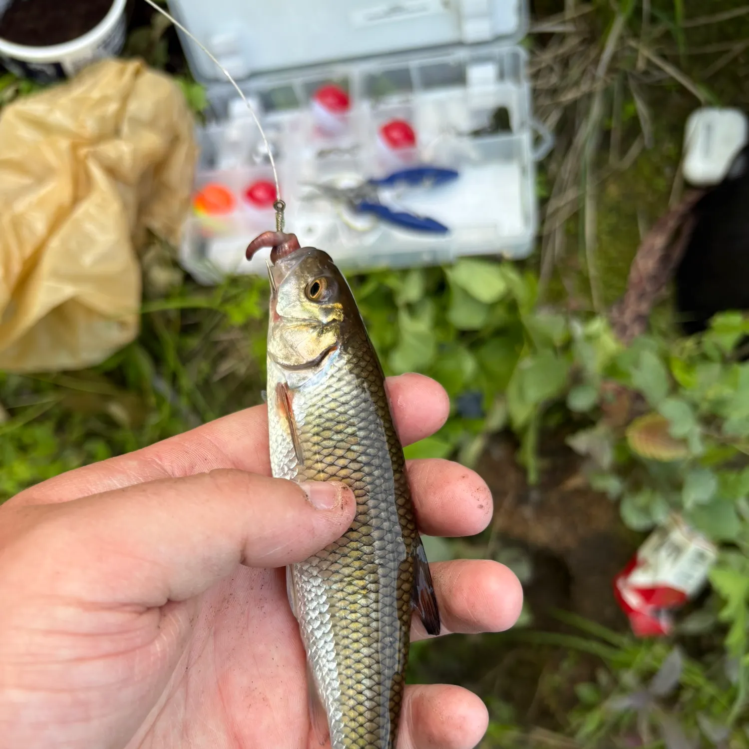 catch