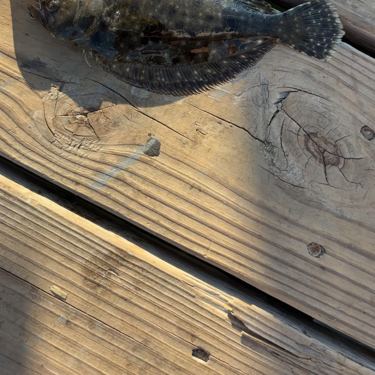 Summer flounder caught on Fishbrain