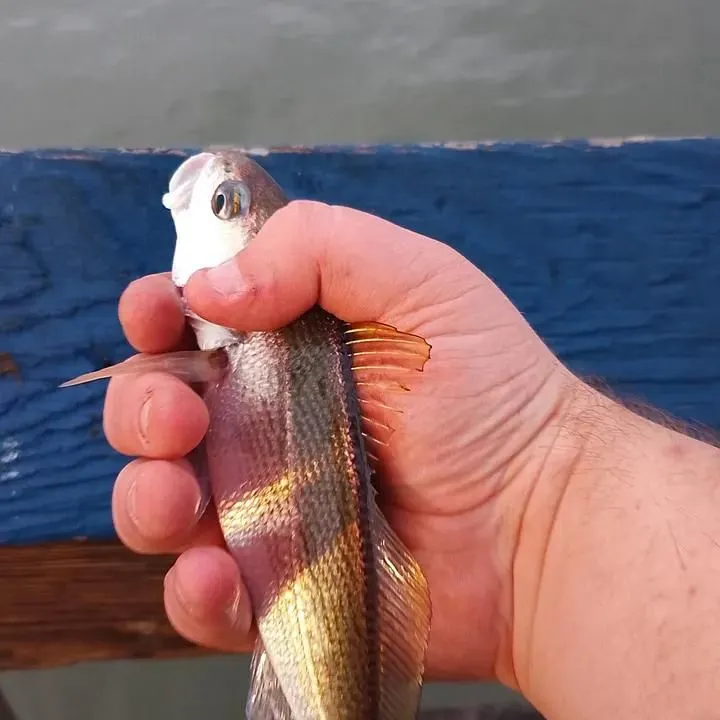 The most recent White croaker catches on Fishbrain
