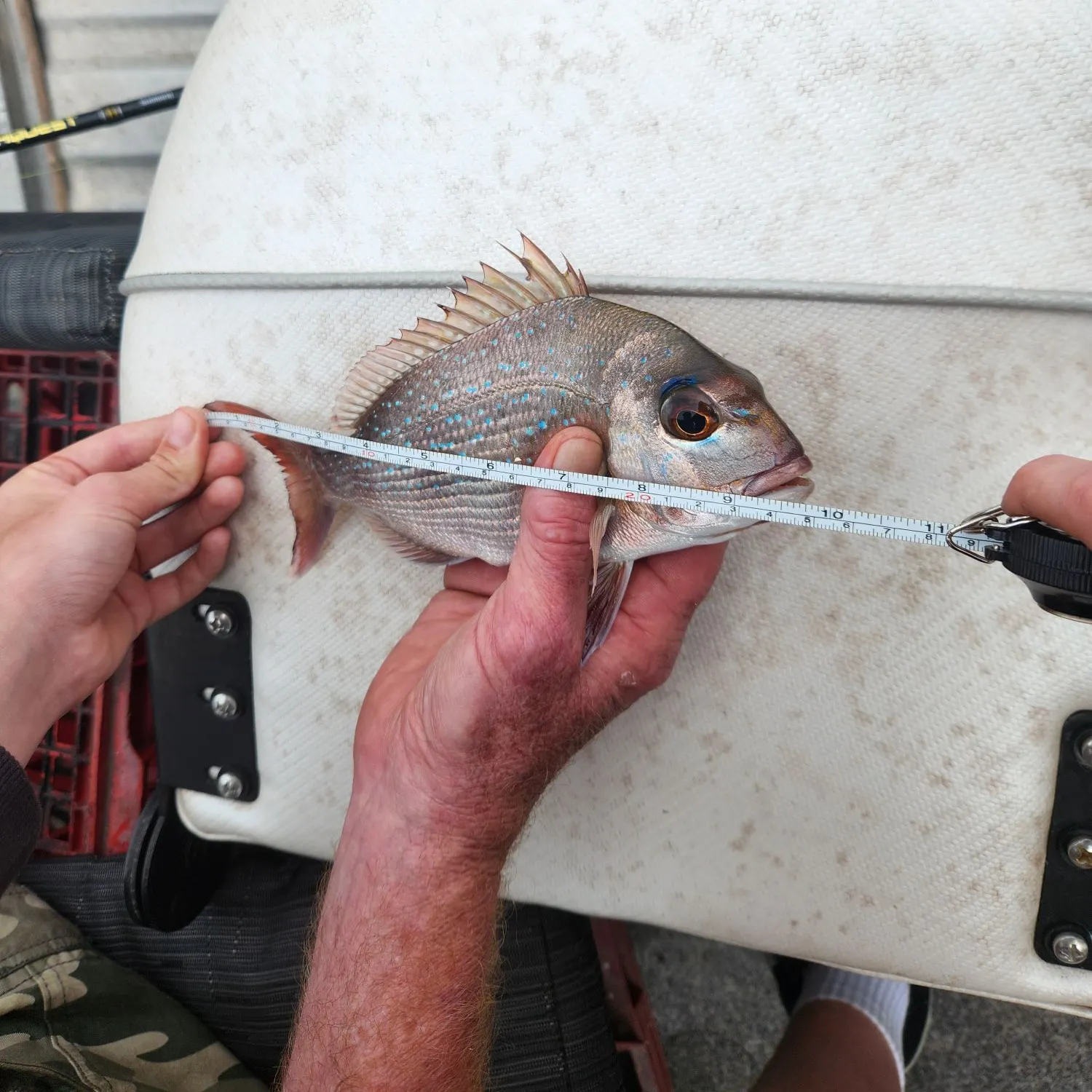 Australasian snapper caught on Fishbrain