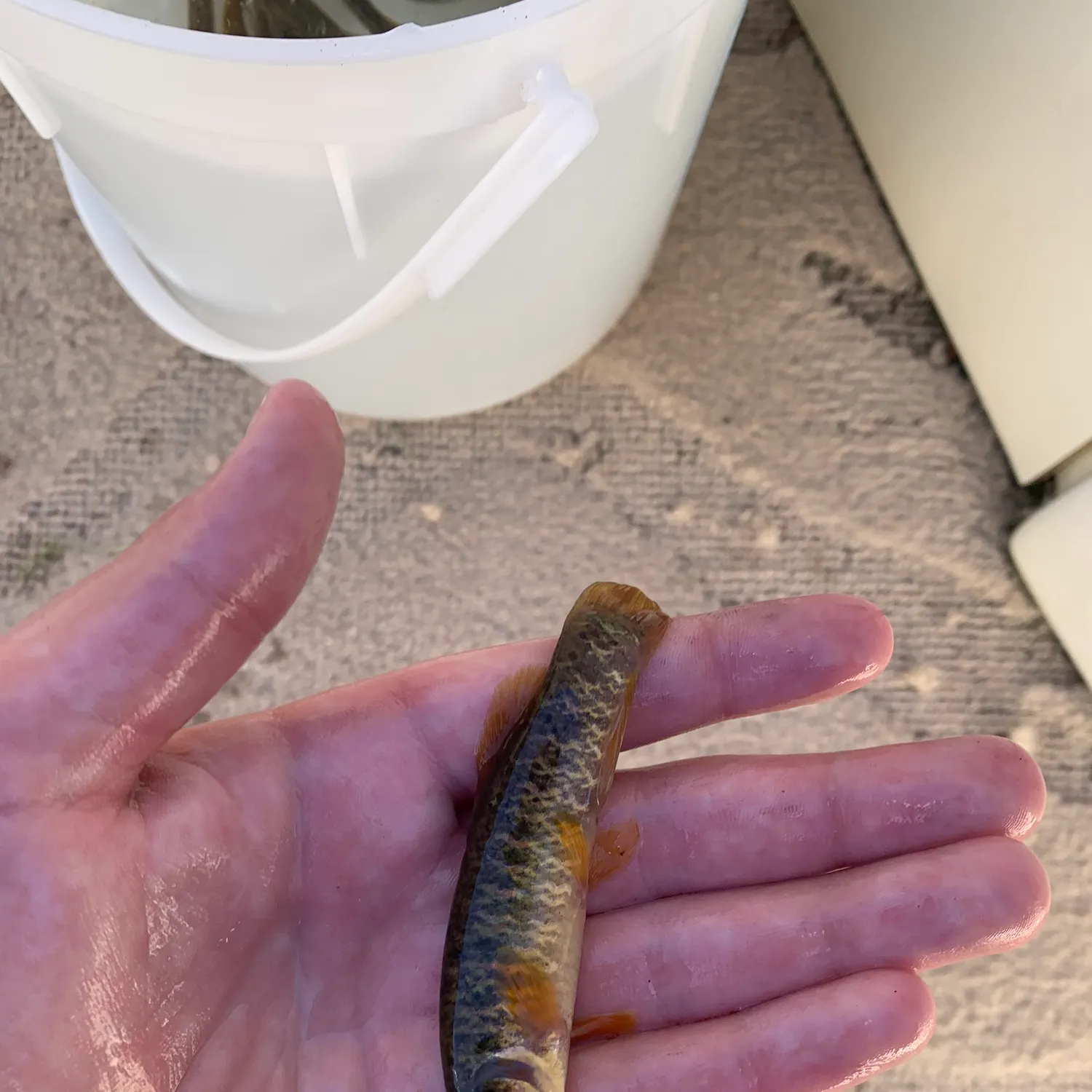 The most recent Eastern mudminnow catches on Fishbrain